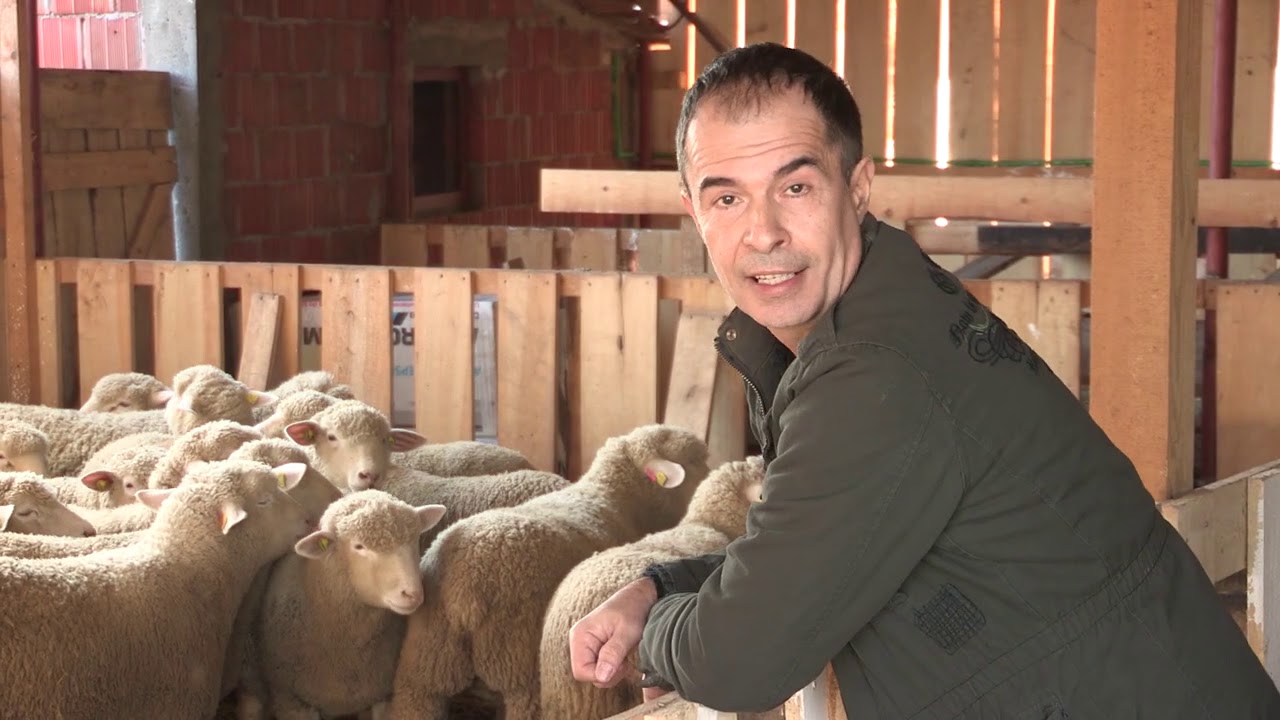 Imamo rešenje ep. 90 15.02.2021. Il d frans, Obrenovac, ovca, rasa
