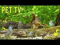 Dog TV · Cat TV - Cute Squirrels &amp; Hopping Birds 🐿️ Nature Fun for Cats and Dogs to Watch