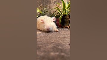 Srivalli |shorts #learnwithpriyanshi