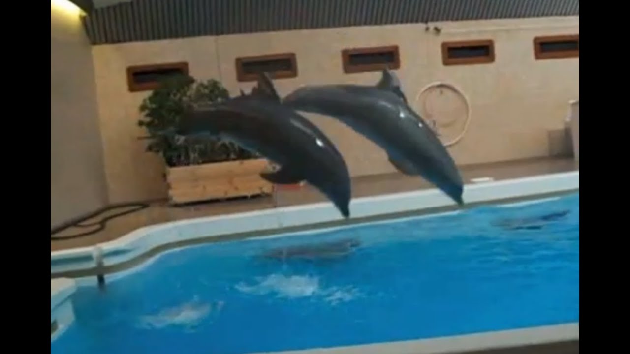 Delphinarium im Nürnberger Tiergarten 2009 - YouTube