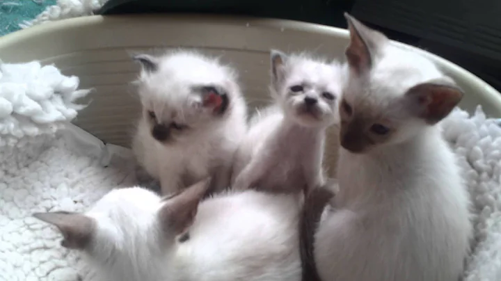 Watch the video about Baby Birmans looking cute