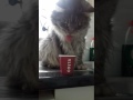 Maine Coon Cat needs his caffeine fix