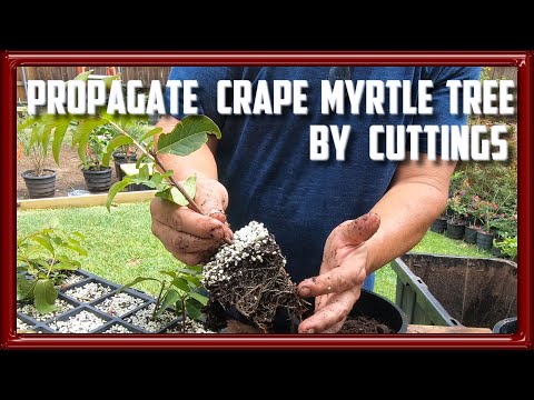 Video: Memindahkan Pokok Crepe Myrtle - Petua Untuk Memindahkan Crepe Myrtle