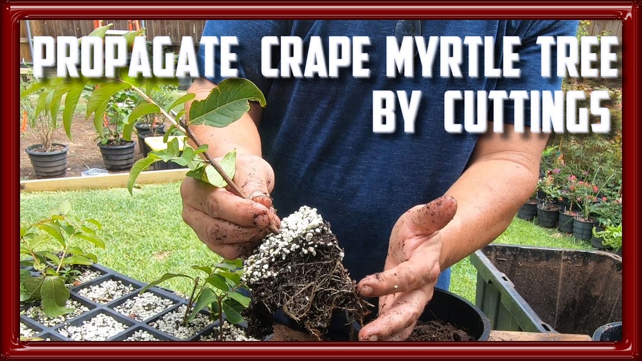 How to propagate crepe myrtle from cuttings video