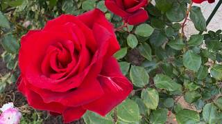 I Wanted Tell You That I Love You愛してると言いたかった