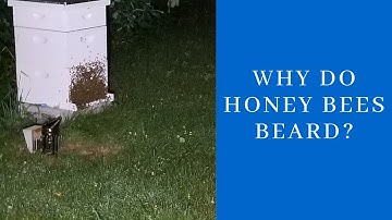 What Is Bearding? Why Do Honey Bees Beard?
