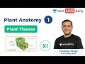 NEET: Plant Anatomy - L 1 | Plant Tissues | NEET Biology | Class 11 | Unacademy NEET | Pradeep Sir