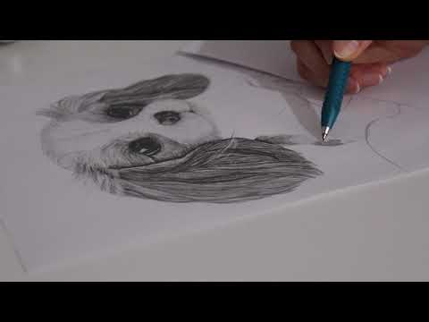 וִידֵאוֹ: Cavalier King Charles Spaniel כלב גזע היפואלרגני, בריאות וטווח חיים