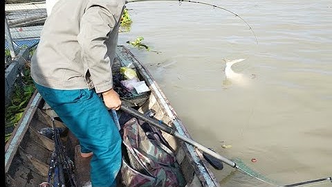 câu cá Tra sông - đụng độ với HUGO khủng nhất từ trước đến nay - VIDEO 131