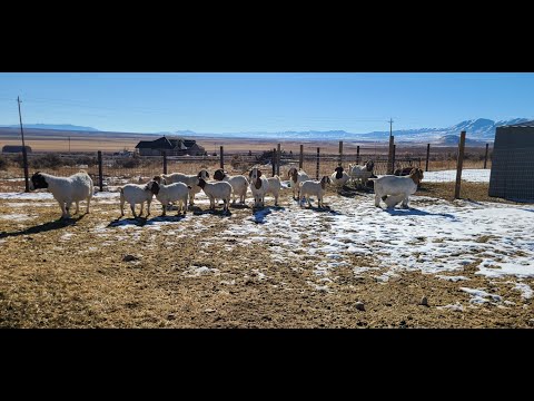 Raising Boer Goats.(Small Scale Operation)