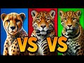 Guepardo vs Jaguar vs Leopardo | ¿Sabes realmente cómo distinguirlos?|| Enfrentamientos ⚔️ Animales