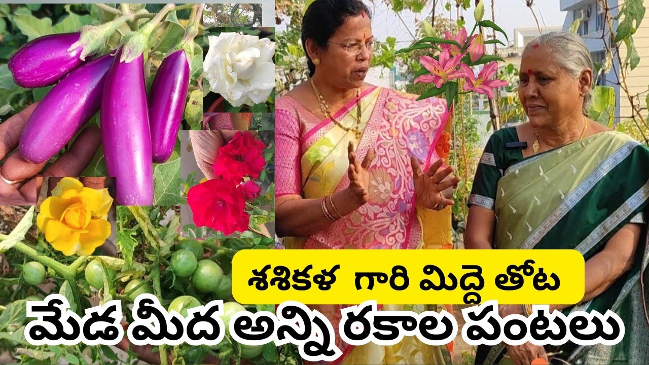 శశికళ గారి మిద్దె పై అద్భుతమైన కూరగాయల పంటలు#@AadiLakshmiTerraceGarden 