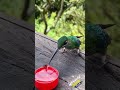 cute bird drinking water 😁 #birds #nature