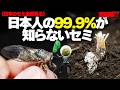 日本人の99.9%が知らないセミ
