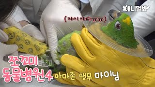 Animal Hospital for Tiny Animals 4 (Patient:Amazon Parrot Mai)