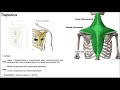 Muscles of the Shoulder Girdle EXPLAINED | Origin, Insertion, Action, & More