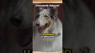 Owczarek Szkocki Collie!🐶#owczarek #zwierzęta #doglover #owczarekniemiecki #pies #rasa #psy #dog