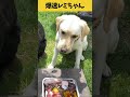 【ASMR 爆速レミちゃん31】レミちゃんの虫除け免疫力アップごはん🥩/咀嚼音/Raw Feeding Dogs asmr #shorts