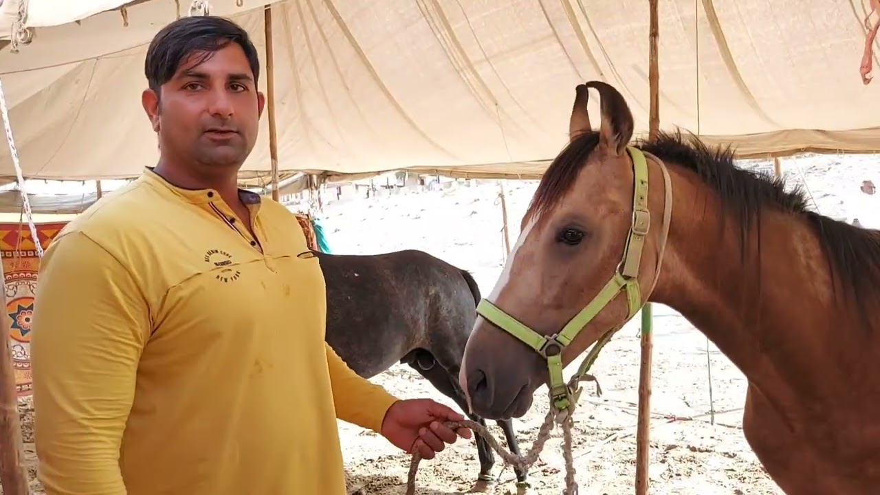 up शामली से आये, मारवाड़ी, सिंधी और अंग्रेज घोड़ा | तिलवाड़ा मेला बालोतरा