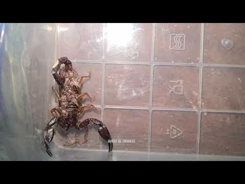 لماذا تجدون صغار العقارب بشهر 9 داخل المنازل مع جمال العمواسي 