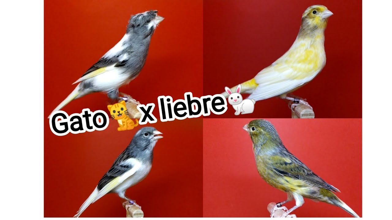 Cuidado con los píos vacas!🐄🚷👂.