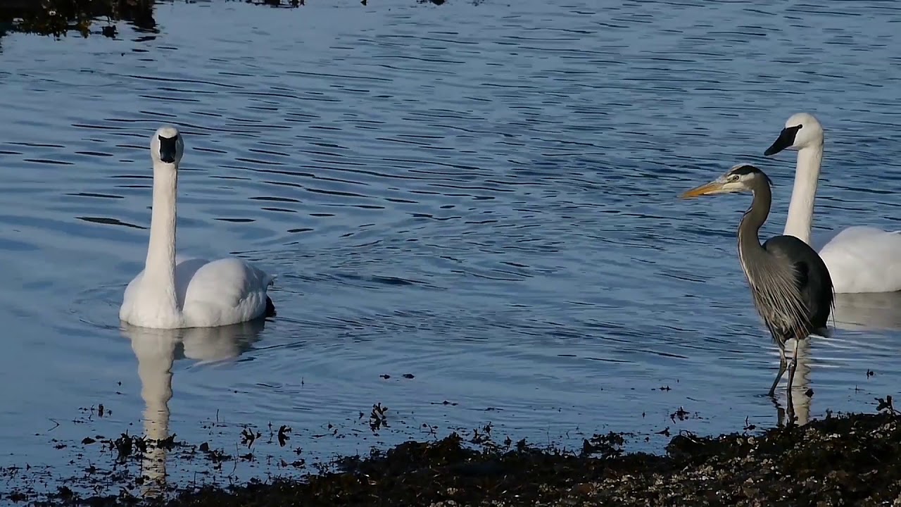 Swan and crane in water lake Stock Footage | Creative Commons Central