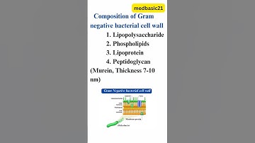 Composition of Gram negative bacterial cell wall | Lipopolysacharide | #shorts | #youtubeshorts