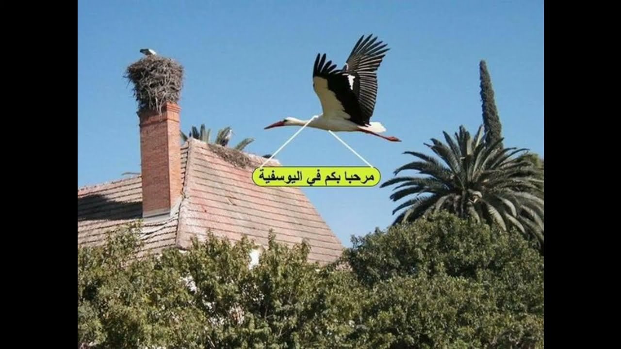 عودة بالذاكرة :اليوسفية قديما