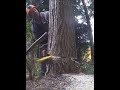 CUTTING A TREE DOWN AGAINST ITS LEAN