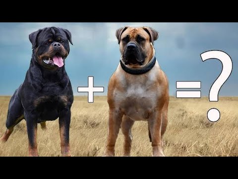 ROTTWEILER BOERBOEL MIX - YouTube