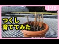 つくしを育てみた 後編 園芸 ガーデニング 家庭菜園ｂｙ園芸チャンネル 198