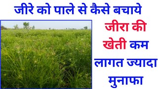 जीरे को पाले से कैसे बचाये//जीरे की खेती कैसे करें//कम लागत ज्यादा मुनाफा//cumin farming