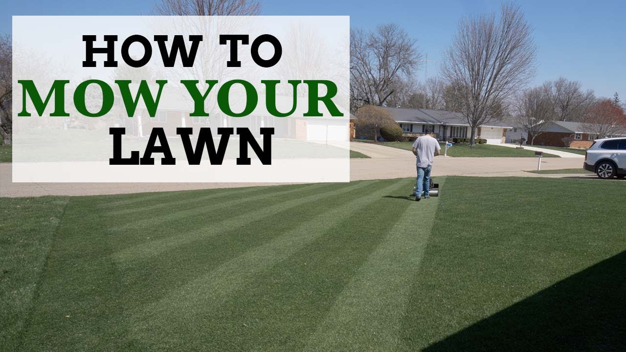 How to Mow Your Lawn Correctly // Cool Season Lawn Guide YouTube