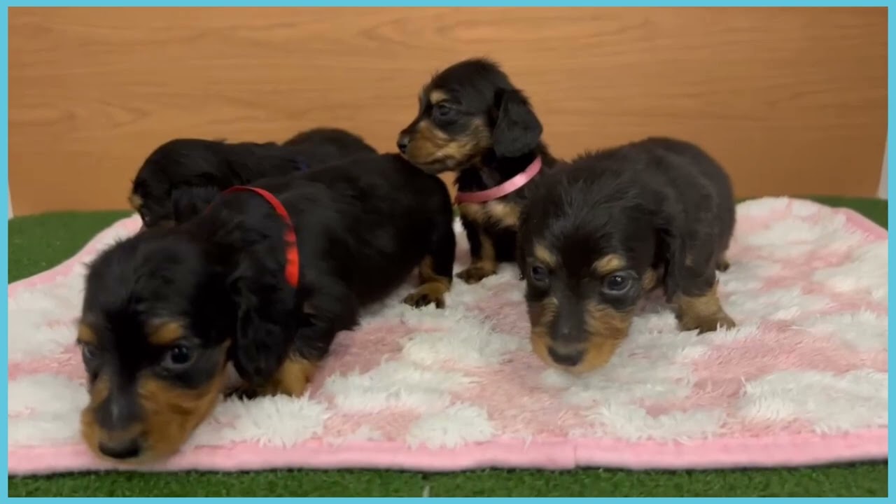 740040 M・ダックスフンド - YouTube