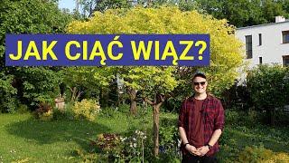 Jak Ciąć Wiąz Syberyjski? Przycinanie Drzewka w Ogrodzie🌳🌳🌳