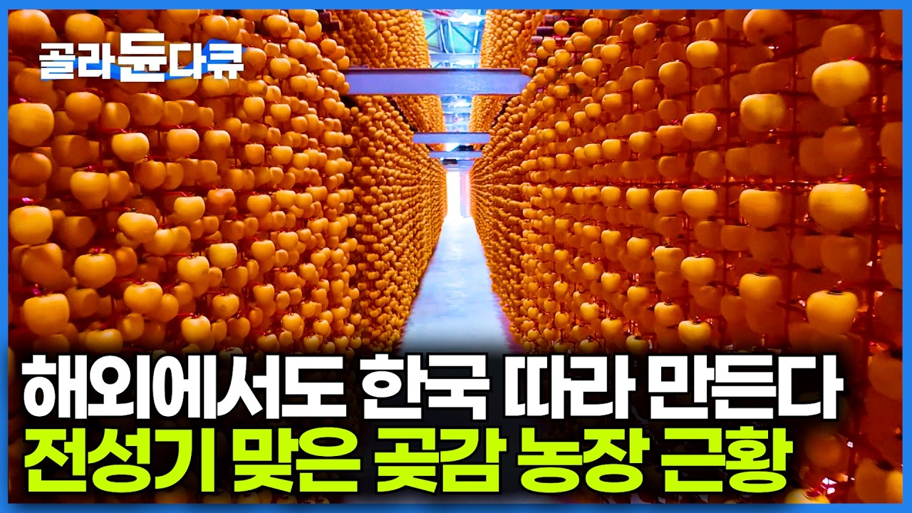 미국에서도 집집마다 따라 한다는 한국식 곶감. 어떻게 만드는지 공장을 찾아가봤더니｜곶감 최대 산지 상주 근황｜극한직업｜#골라듄다큐