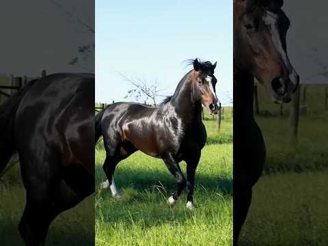 CAVALO CRIOULO  #geneticacrioula #horse #abccc #freiodeouro #cavalocrioulo #cavalo #caballo