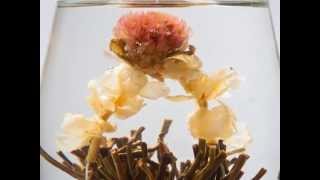 工芸茶の咲き方