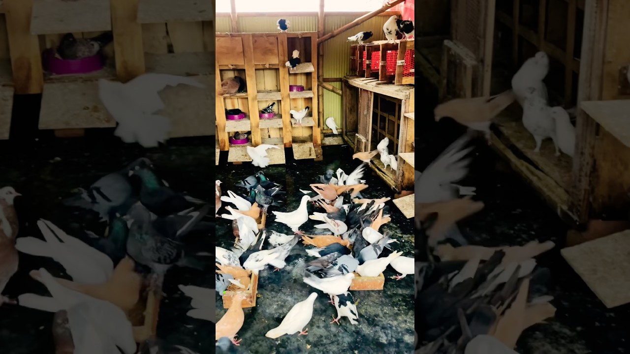 31 December 2025॥pigeon sounds Masha Allah 