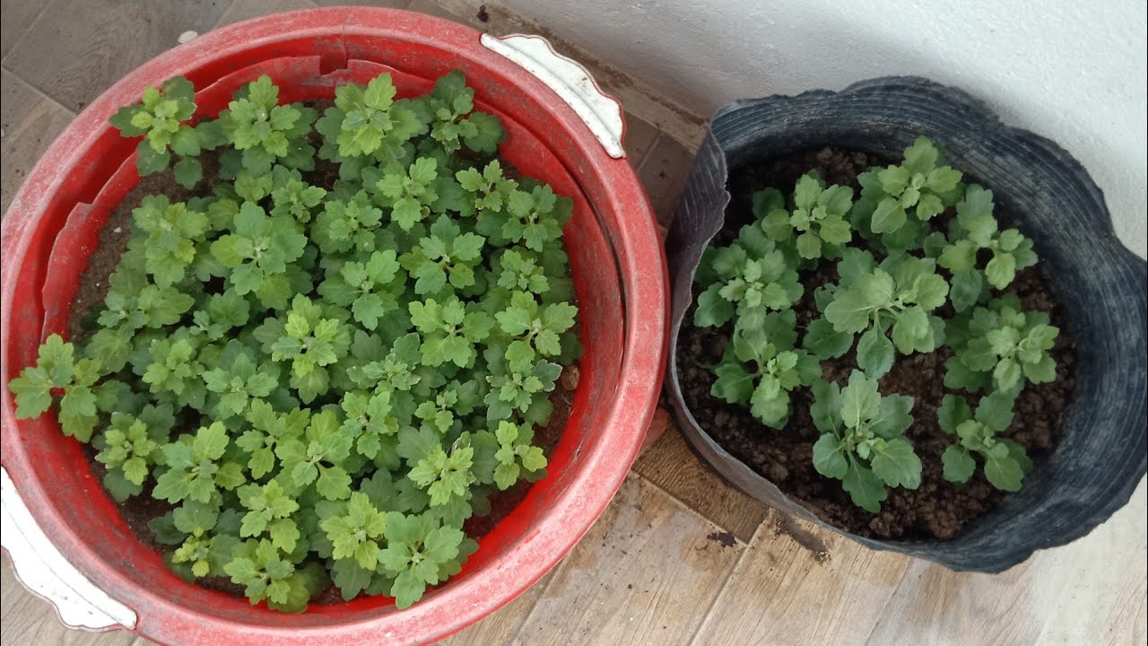 Hướng dẫn cách nhân giống cúc mâm xôi