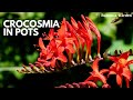 How to plant crocosmiamontbretia corms in pots  balconia garden