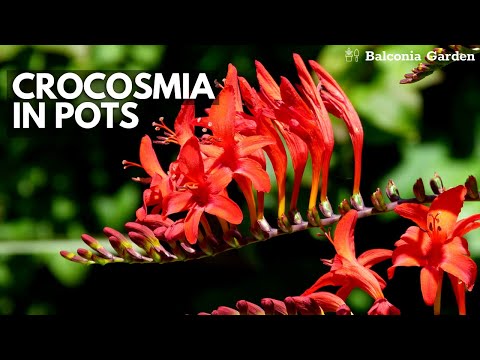 Video: Crocosmia - výsadba a péče. Květ Crocosmia (foto)