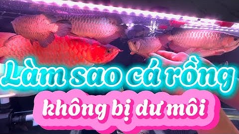 Caách chữa lỗi trề môi cho cá rồng