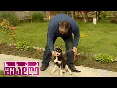 ძია ნოდარი ციმბირულ ჰასკის სამტრედიაში სტუმრობს