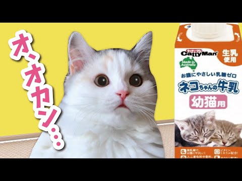 初めてのミルクを飲んでオカンを思い出す子猫【おしゃべりする猫】