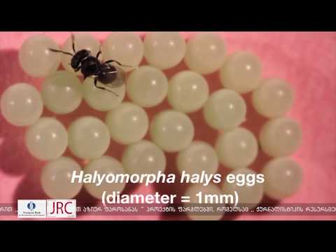 იაპონური კრაზანას შემოყვანა ჯერ არაა გადაწყვეტილი 5 03 18