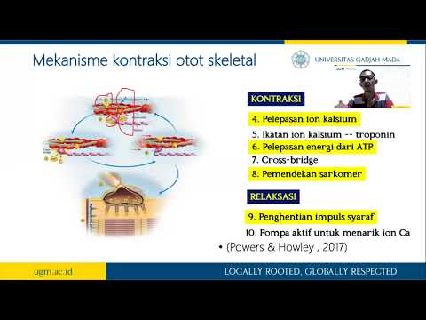 Video: Profil Methylation DNA Otot Skeletal Luas Di Latar Belakang Jenis Metabolik Yang Berbeza Dan Variasi Reseptor Ryanodine Dalam Babi