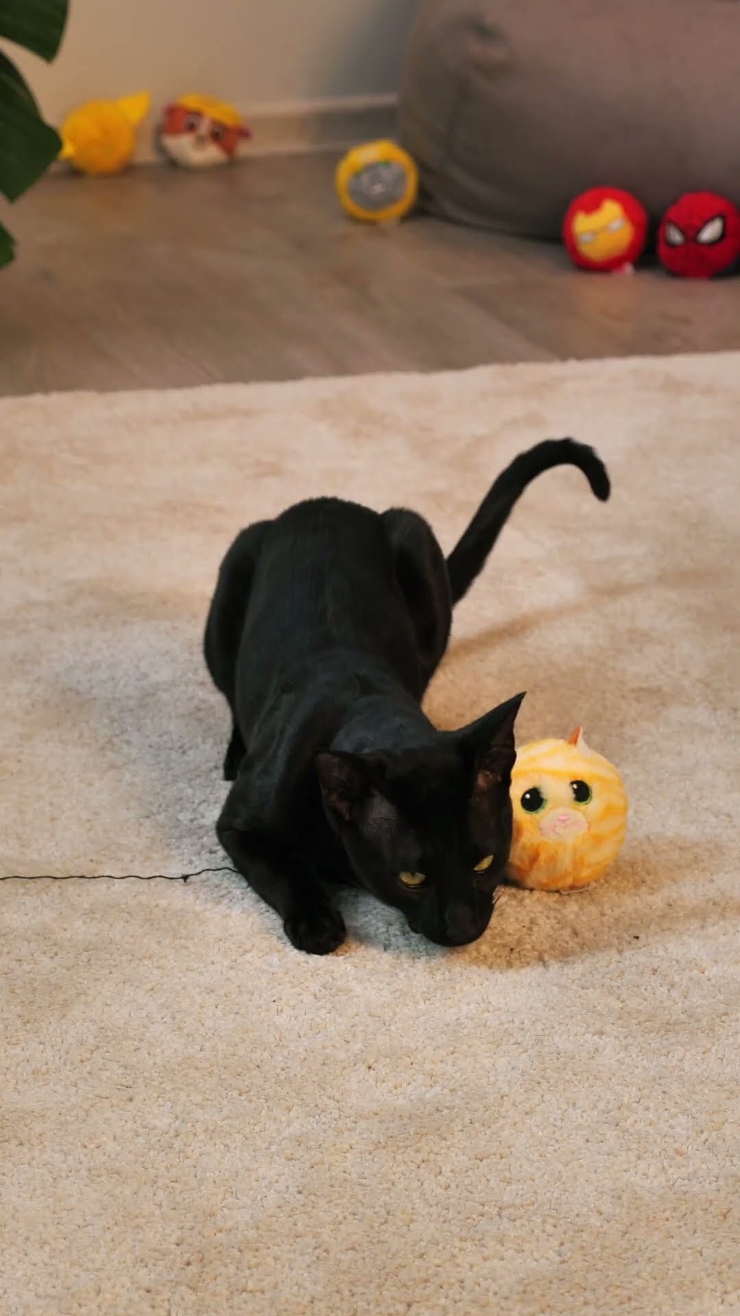 PURRY means #her PURR-FECT match! ty #beaniebouncers