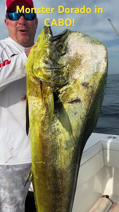 Wow! BIG Tuna caught with Captain Jaime. 