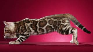 🐈 Cat breed Bengal Cat #rescuedcat #cats #catvideos #catvideo #catlover #cat #gato #chat #Bengal by Airam Cordido 15 views 3 months ago 10 minutes, 8 seconds